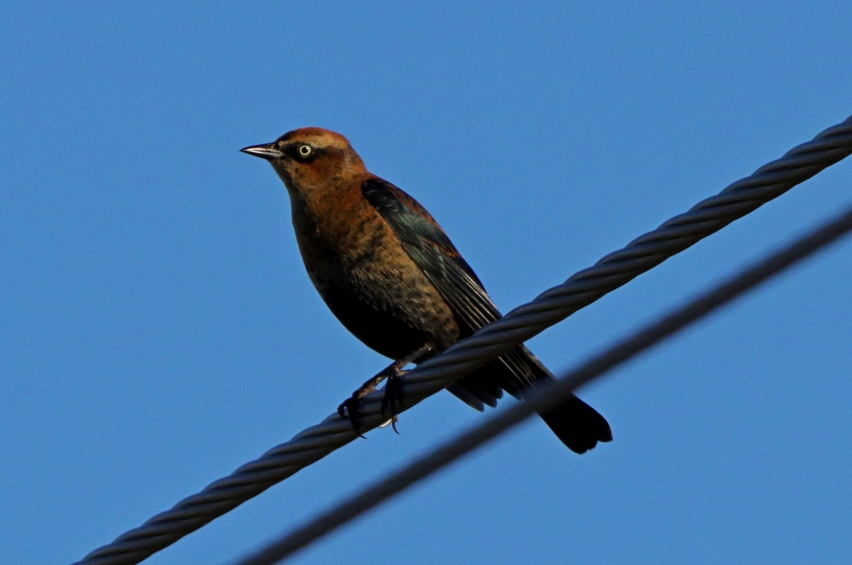 Rusty Blackbird - ML643257879