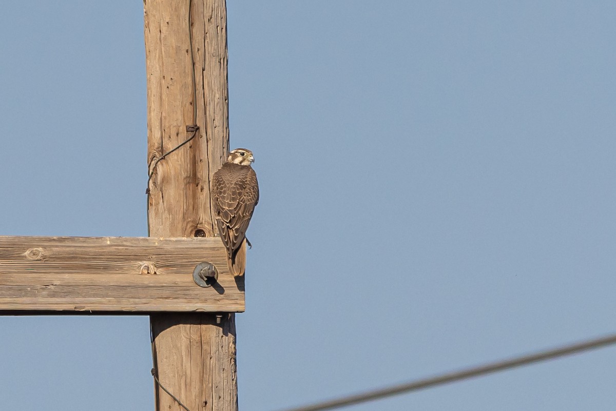 Prairie Falcon - ML643257880