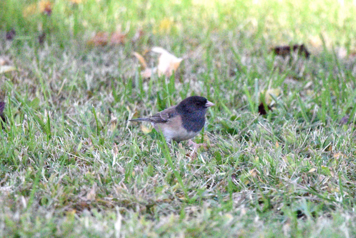 Dark-eyed Junco (Oregon) - ML643257921