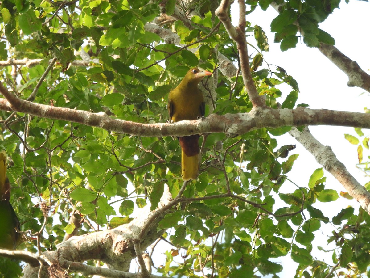 Green Oropendola - ML643257978