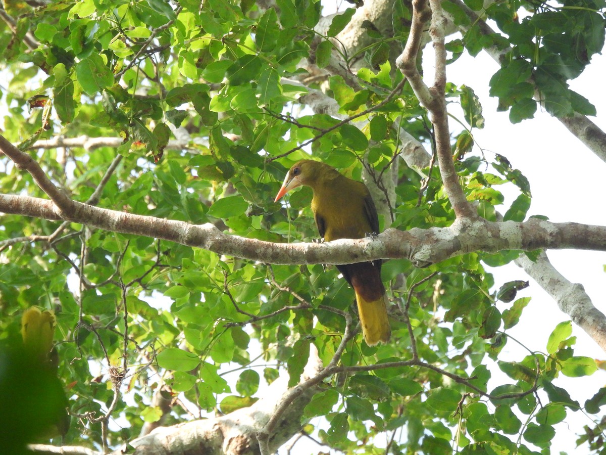 Green Oropendola - ML643257979