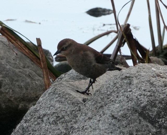 Rusty Blackbird - ML643257997