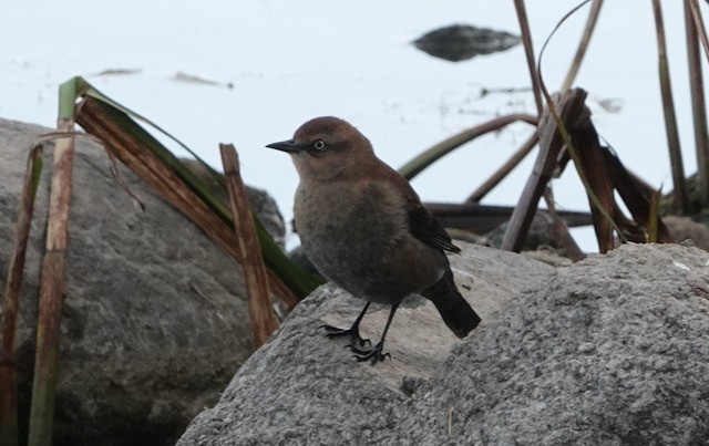 Rusty Blackbird - ML643257998