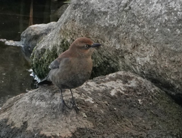 Rusty Blackbird - ML643257999