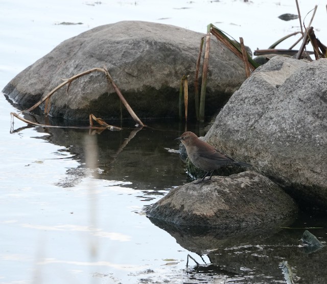Rusty Blackbird - ML643258000
