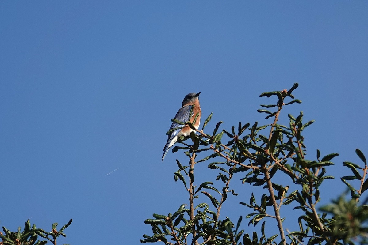 Eastern Bluebird - ML643258015
