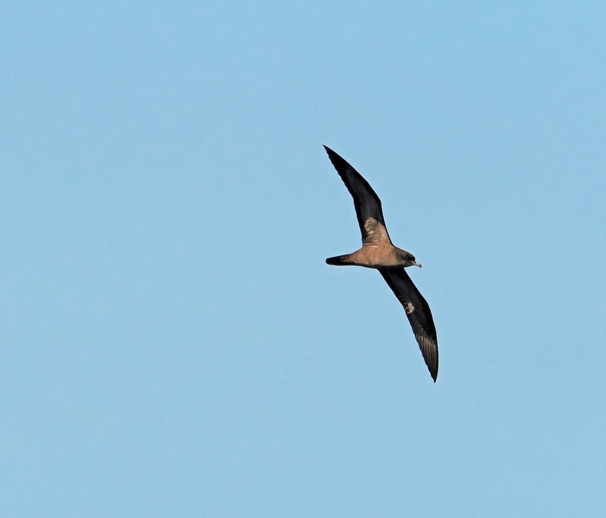 Wedge-tailed Shearwater - ML643258022