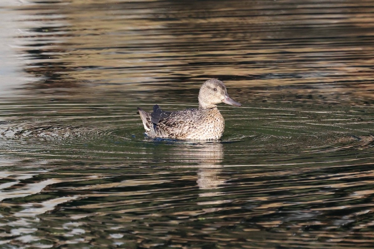 Green-winged Teal - ML643258026
