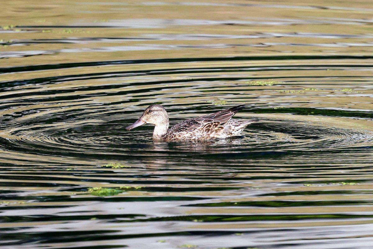 Green-winged Teal - ML643258027