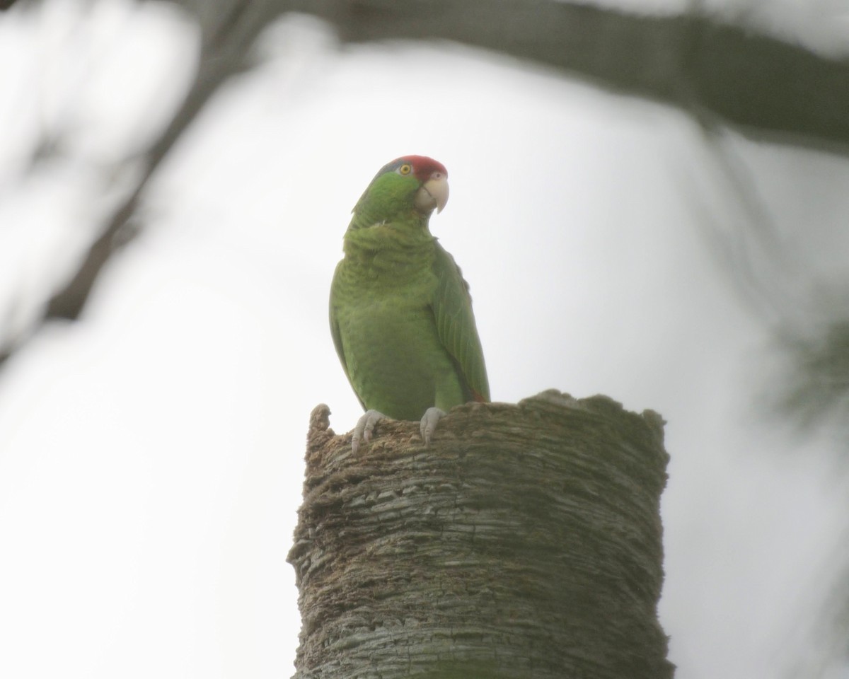 Amazone à joues vertes - ML643258038