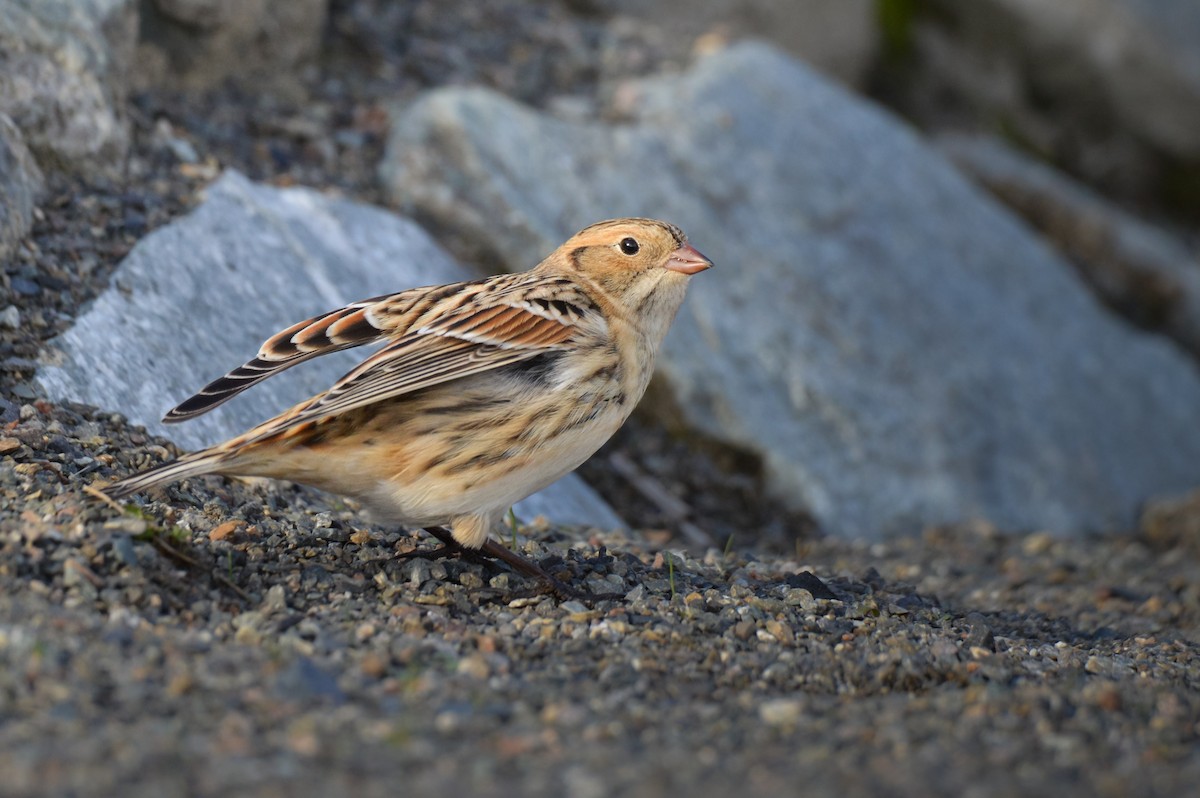 Lapland Longspur - JJ Shaeffer