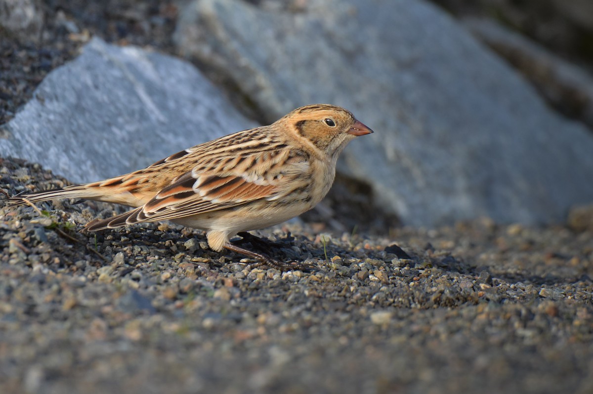 Lapland Longspur - JJ Shaeffer