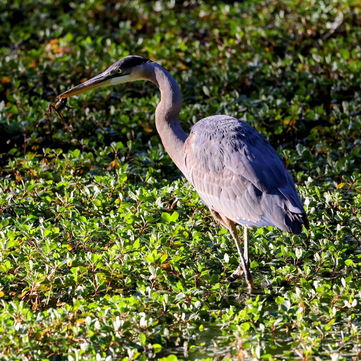 Great Blue Heron - ML643258054