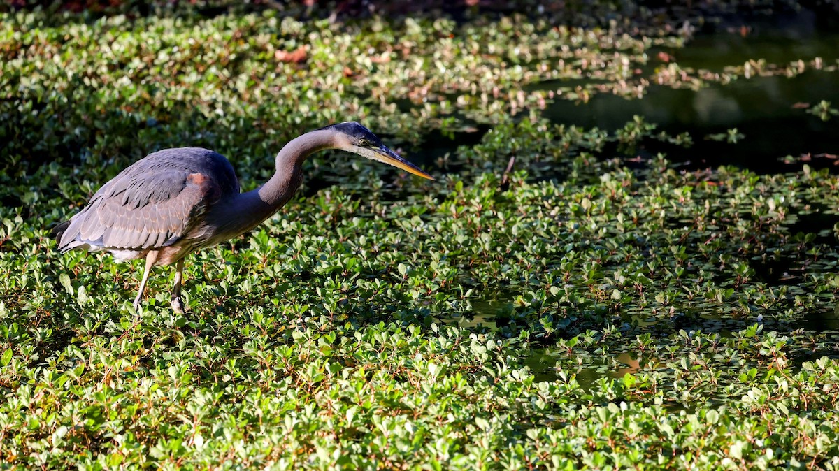 Great Blue Heron - ML643258055