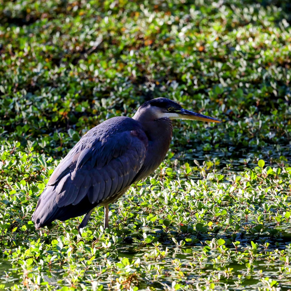 Great Blue Heron - ML643258056