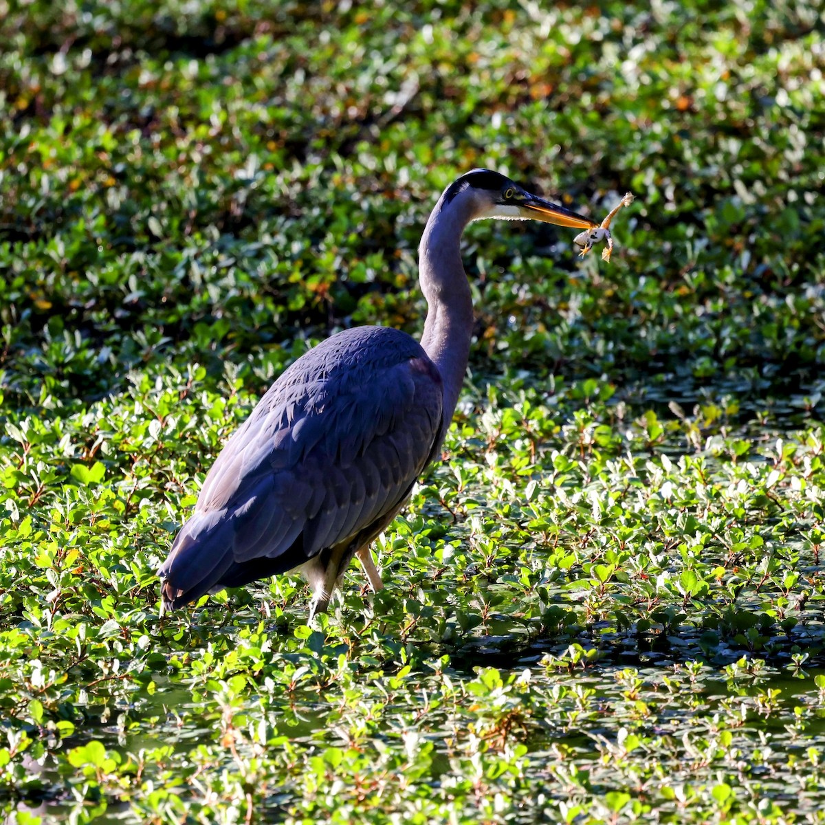 Great Blue Heron - ML643258057