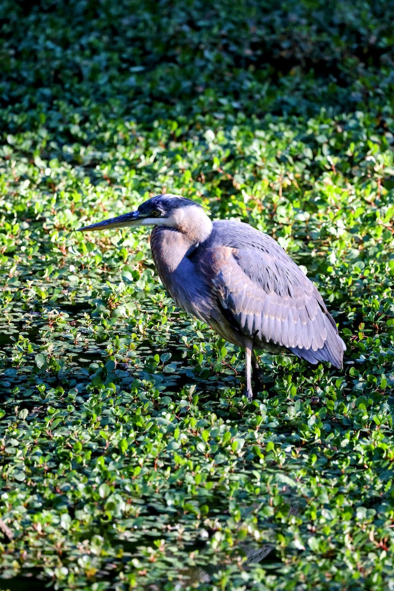 Great Blue Heron - ML643258058