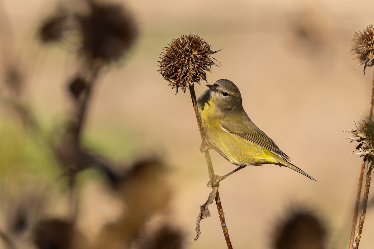 Orange-crowned Warbler - ML643258081