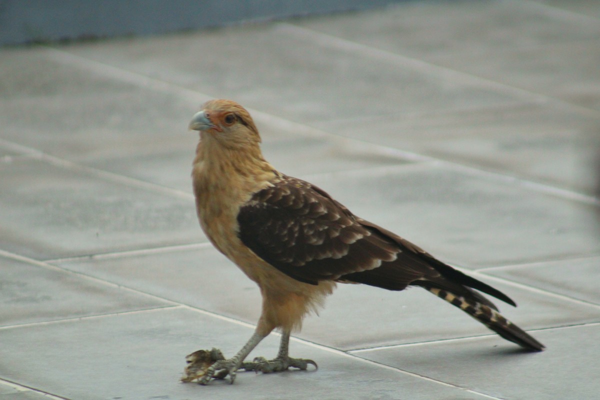 Yellow-headed Caracara - ML643258085