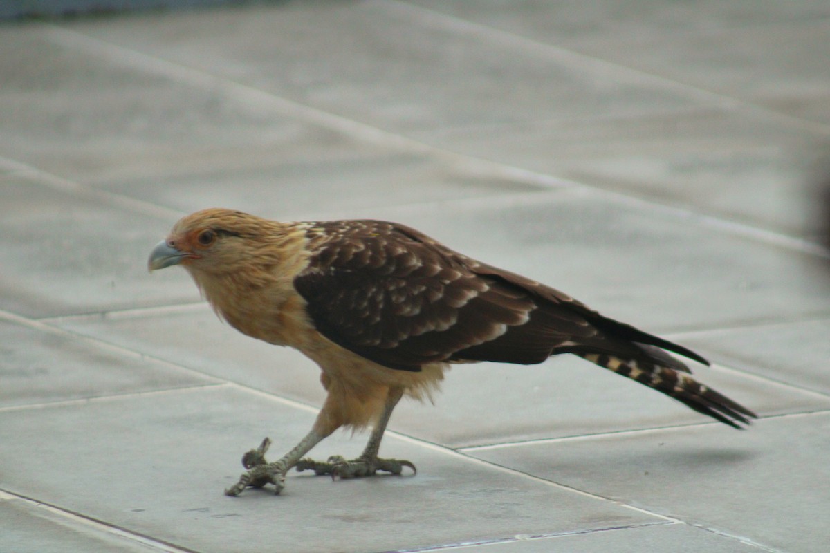 Yellow-headed Caracara - ML643258086