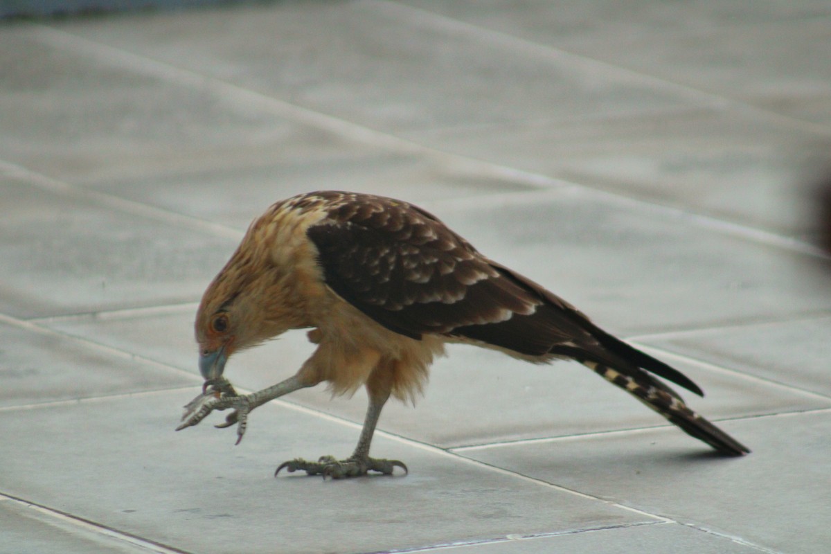 Yellow-headed Caracara - ML643258087