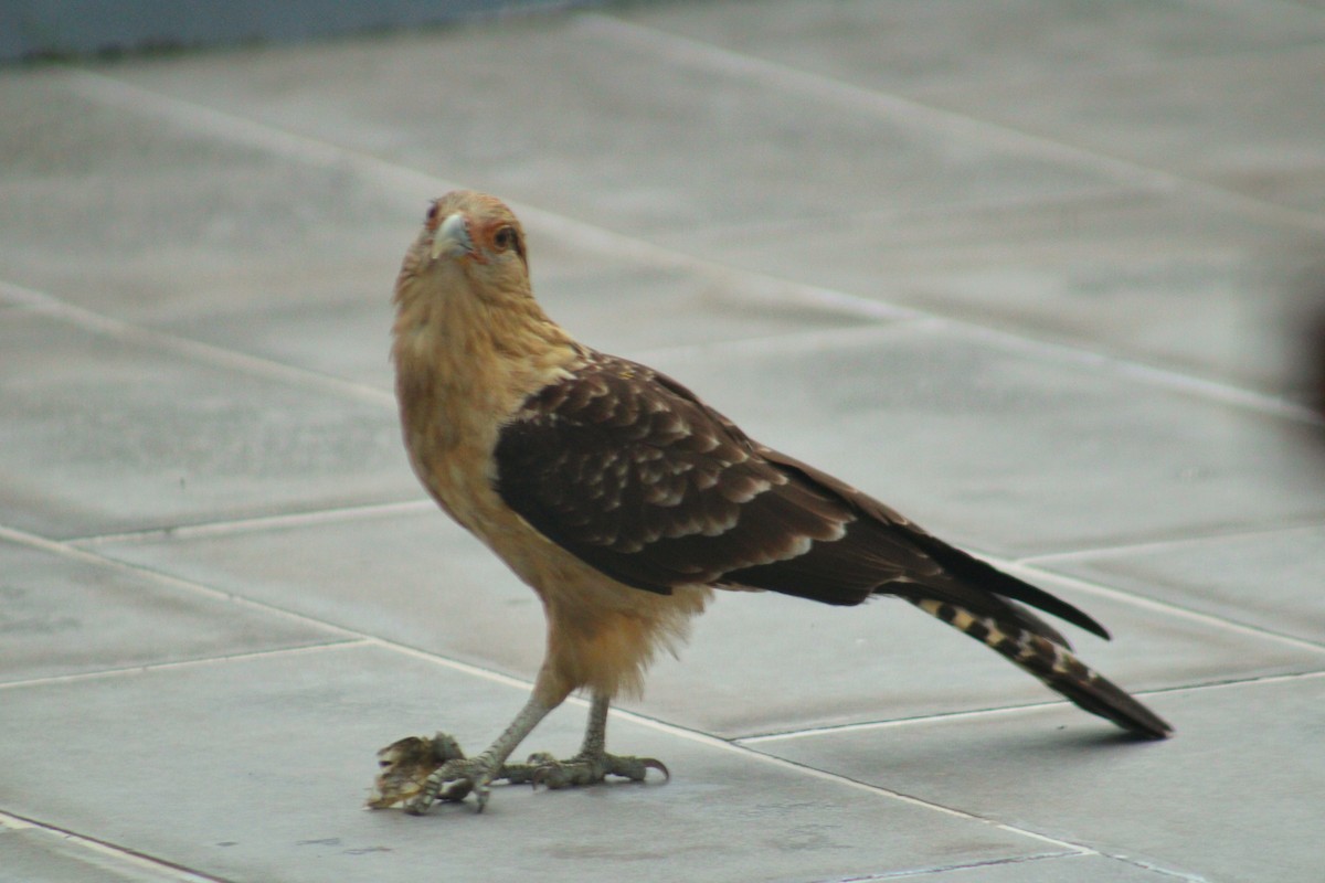 Yellow-headed Caracara - ML643258088