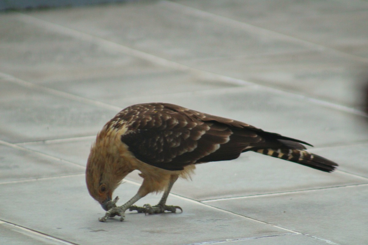 Yellow-headed Caracara - ML643258090