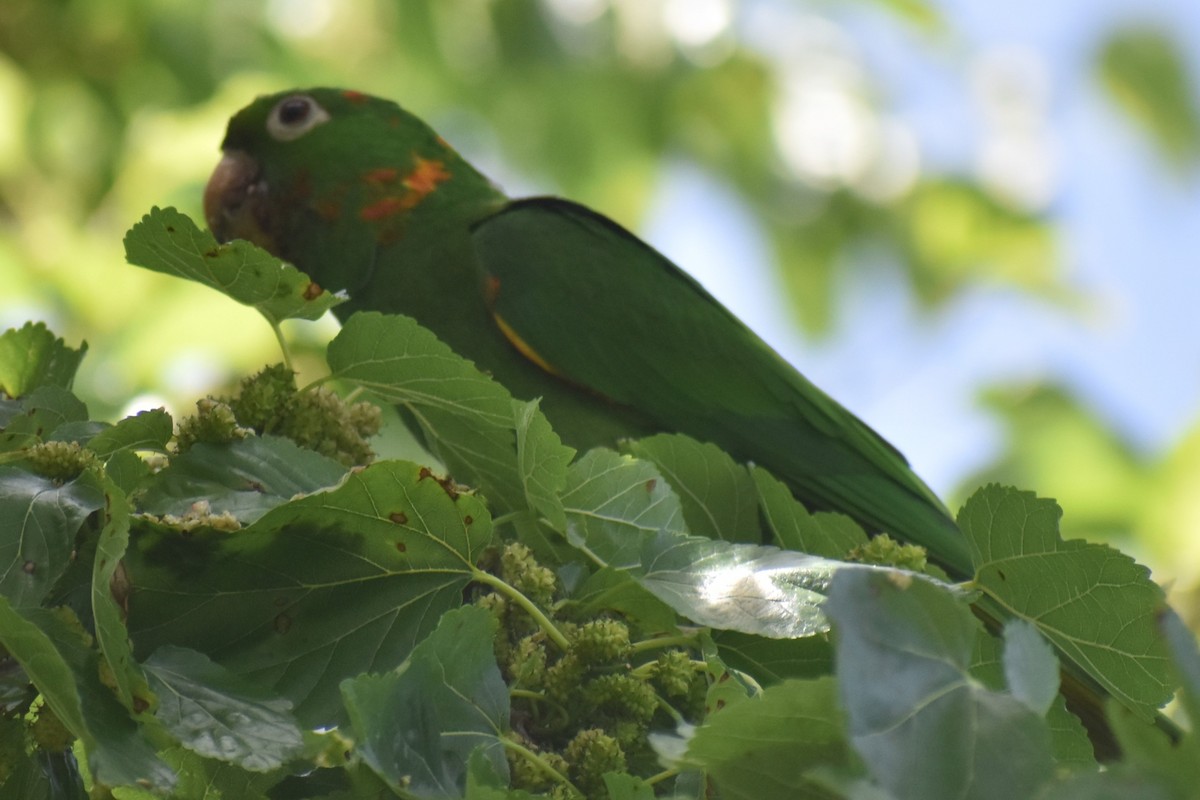 Conure pavouane - ML643258112