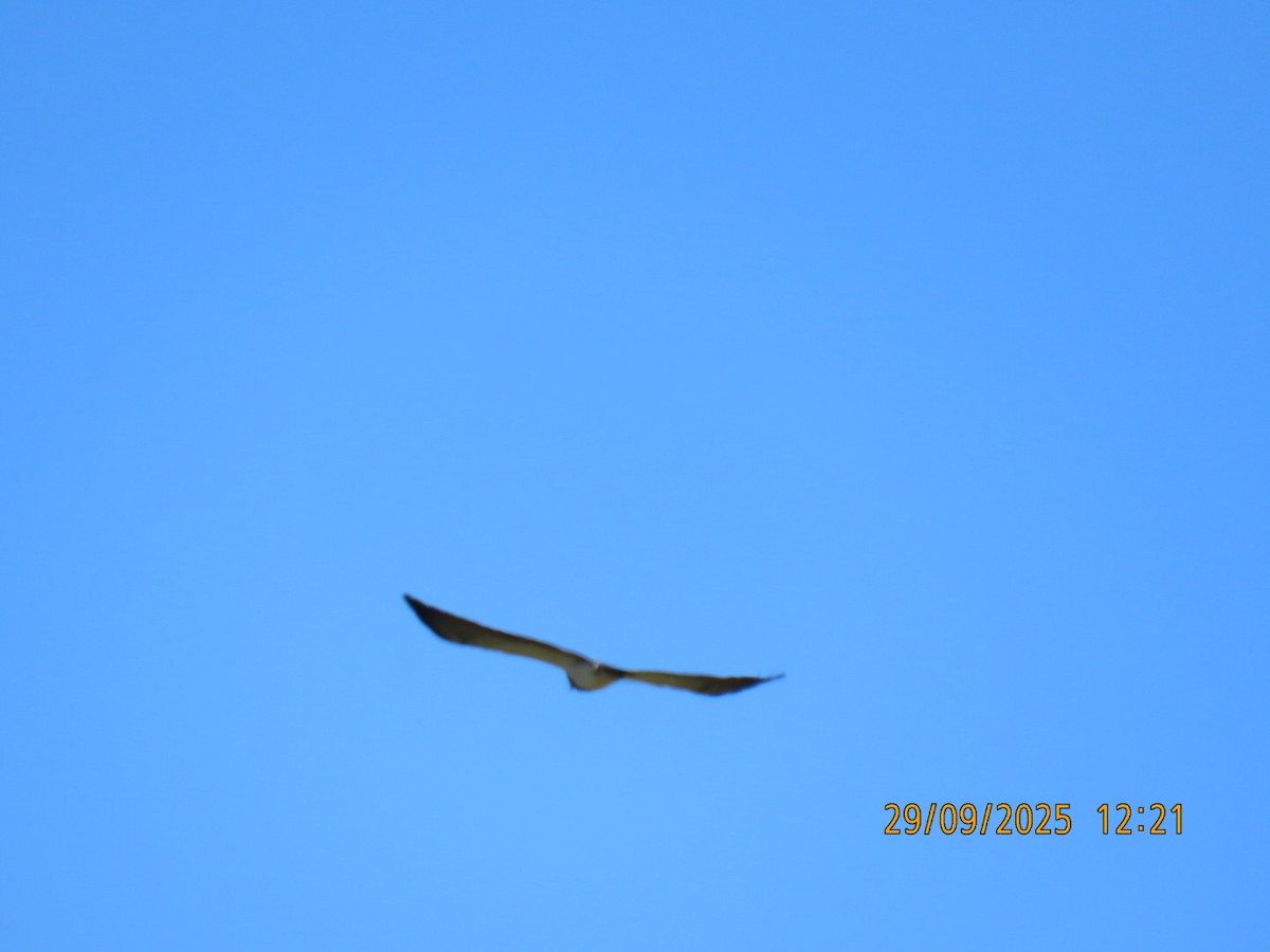 Black-chested Buzzard-Eagle - ML643258131