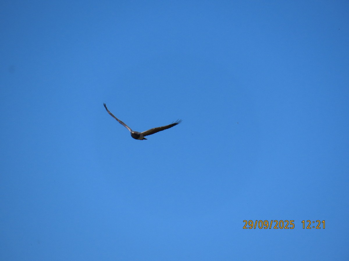 Black-chested Buzzard-Eagle - ML643258132