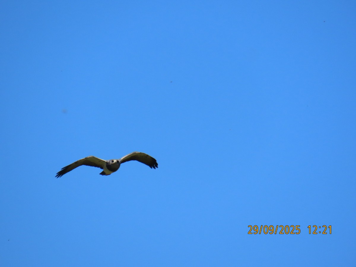 Black-chested Buzzard-Eagle - ML643258135