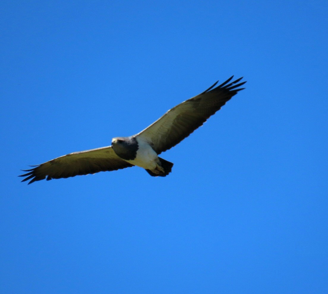 Black-chested Buzzard-Eagle - ML643258136
