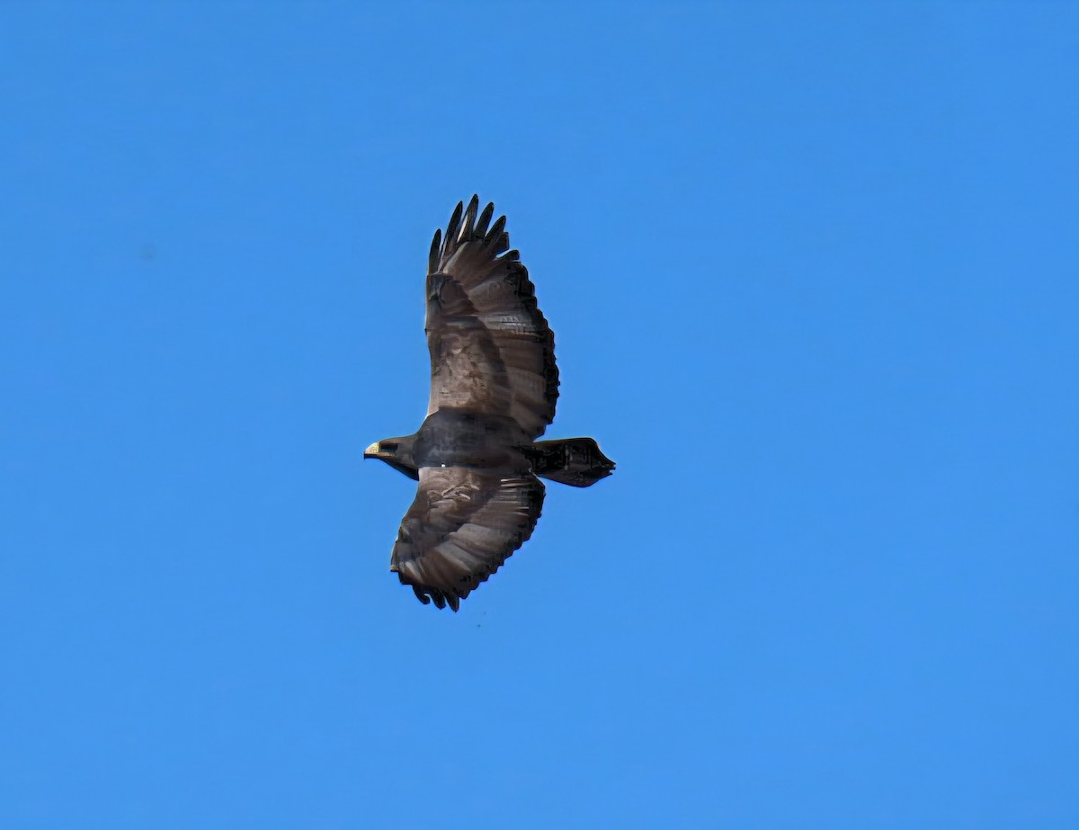 Black-chested Buzzard-Eagle - ML643258137