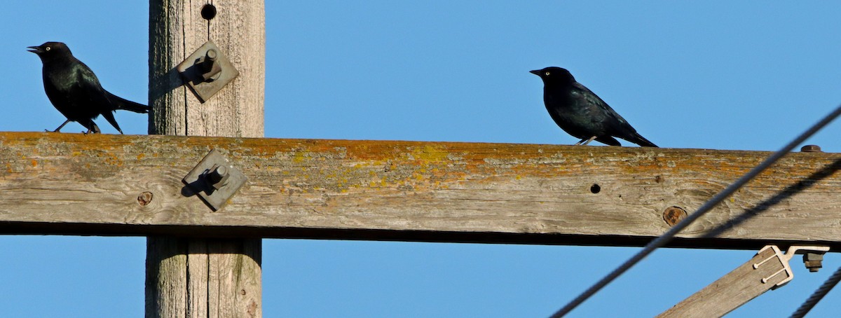 Brewer's Blackbird - ML643258140