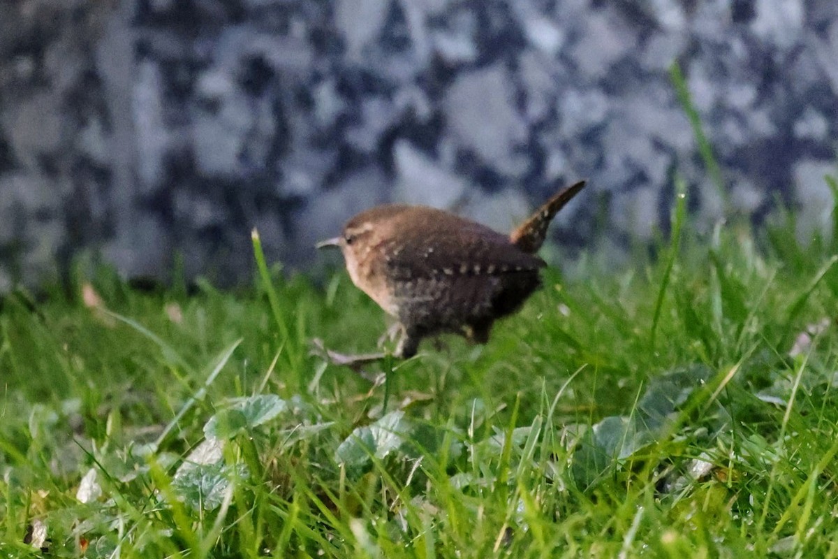 Winter Wren - ML643258153