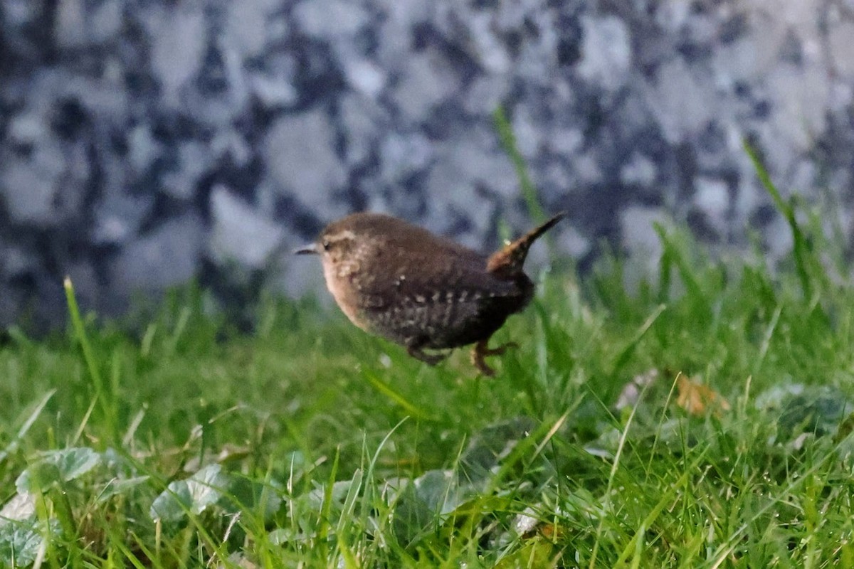 Winter Wren - ML643258154