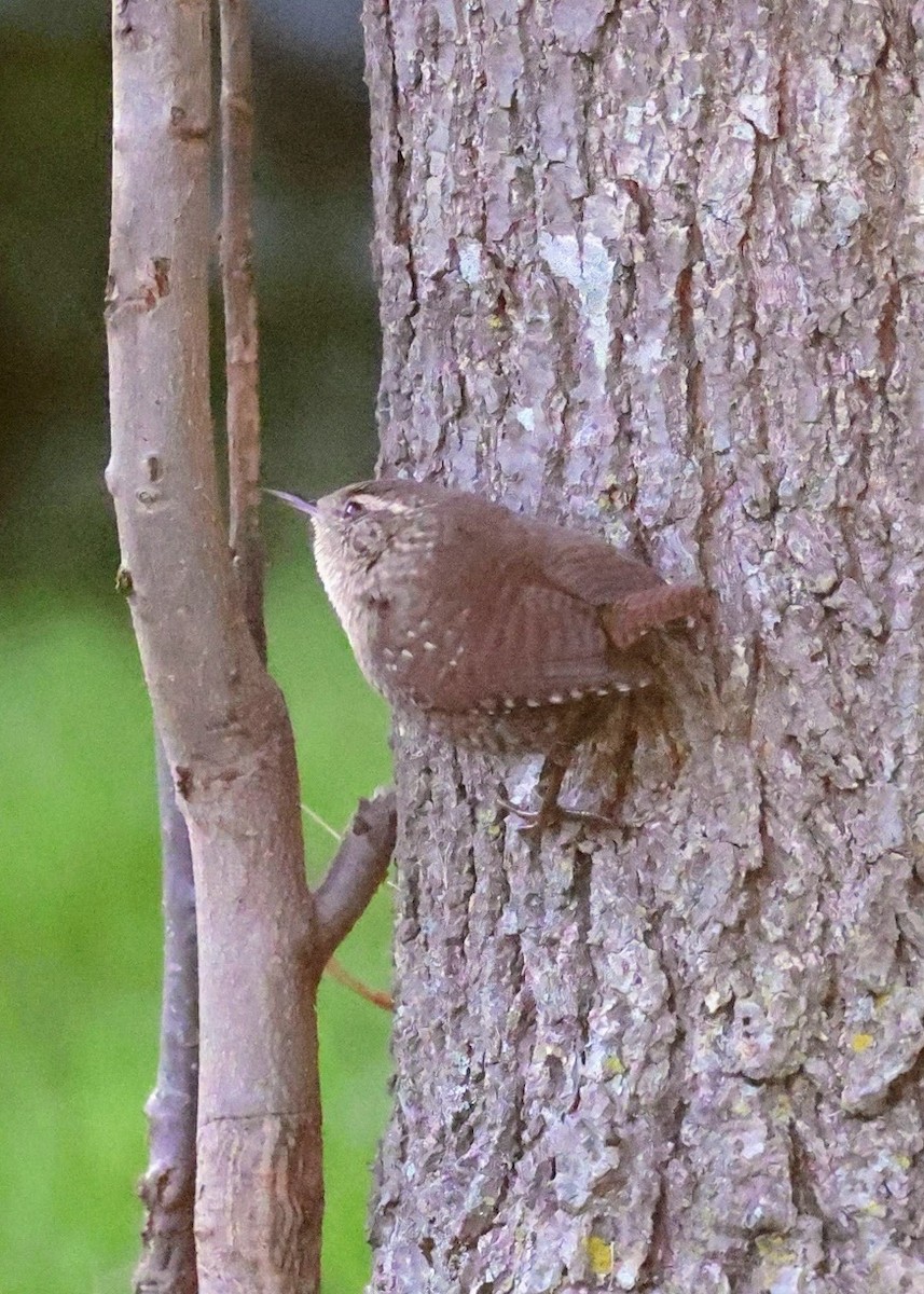 Winter Wren - ML643258155
