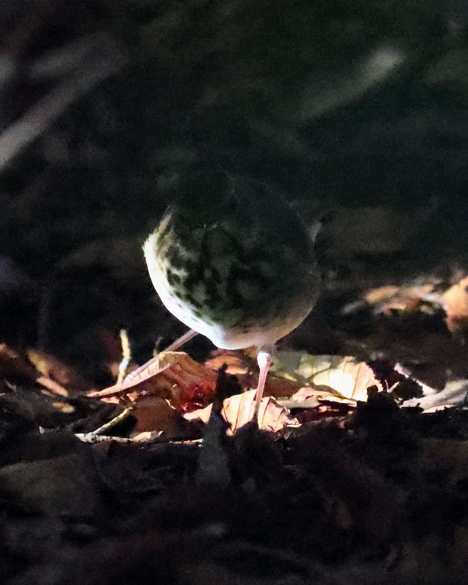 Hermit Thrush - ML643258163