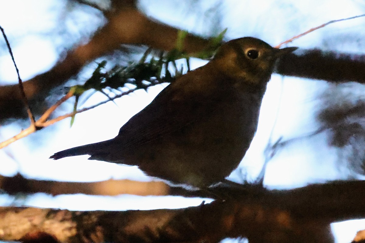 Hermit Thrush - ML643258164