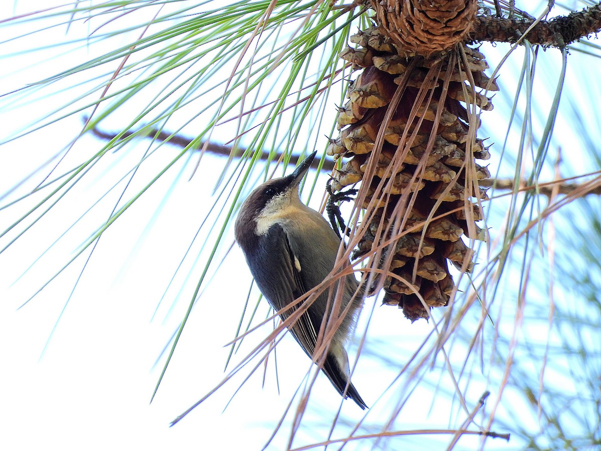 Brown-headed Nuthatch - ML643258171