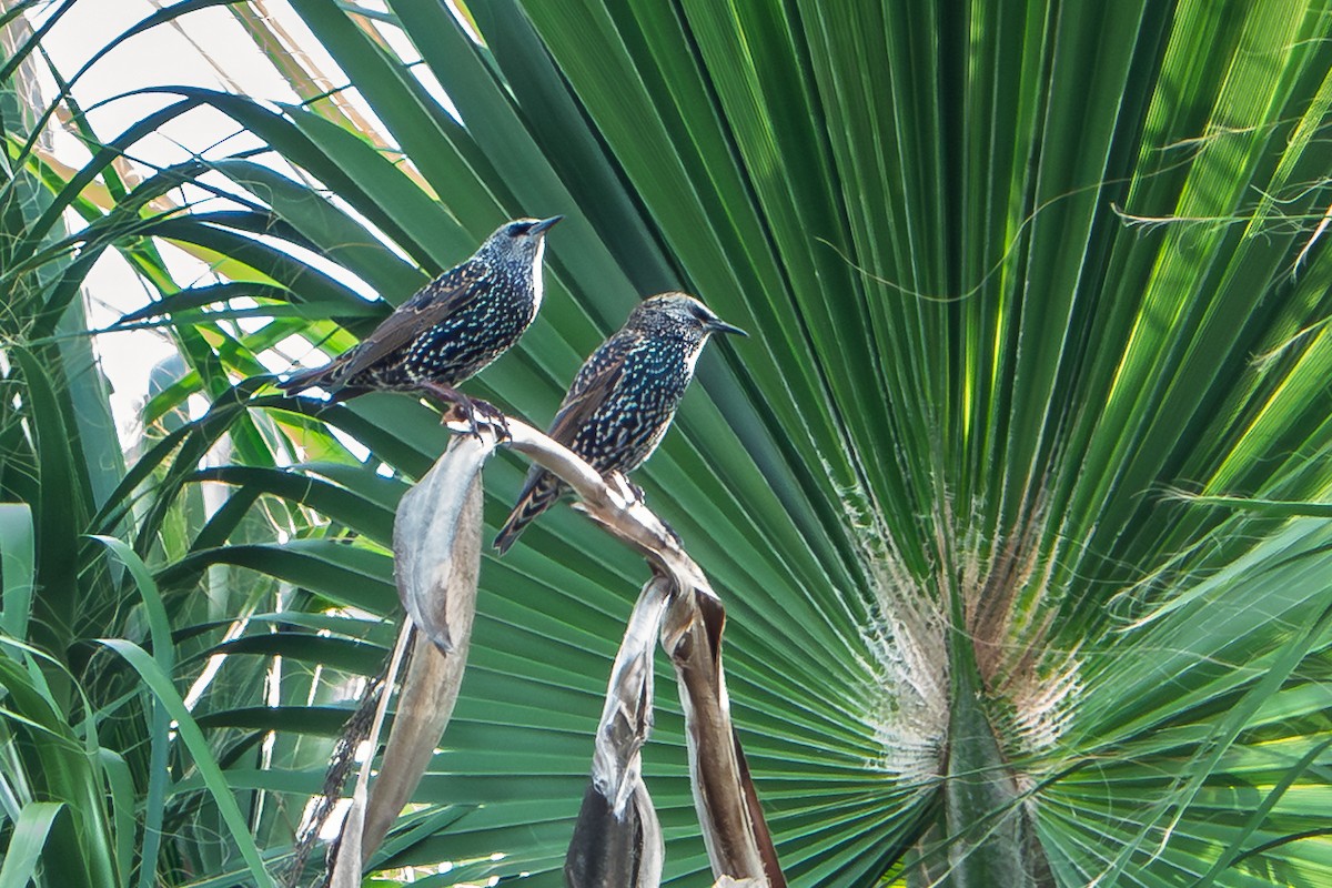 European Starling - ML643258193