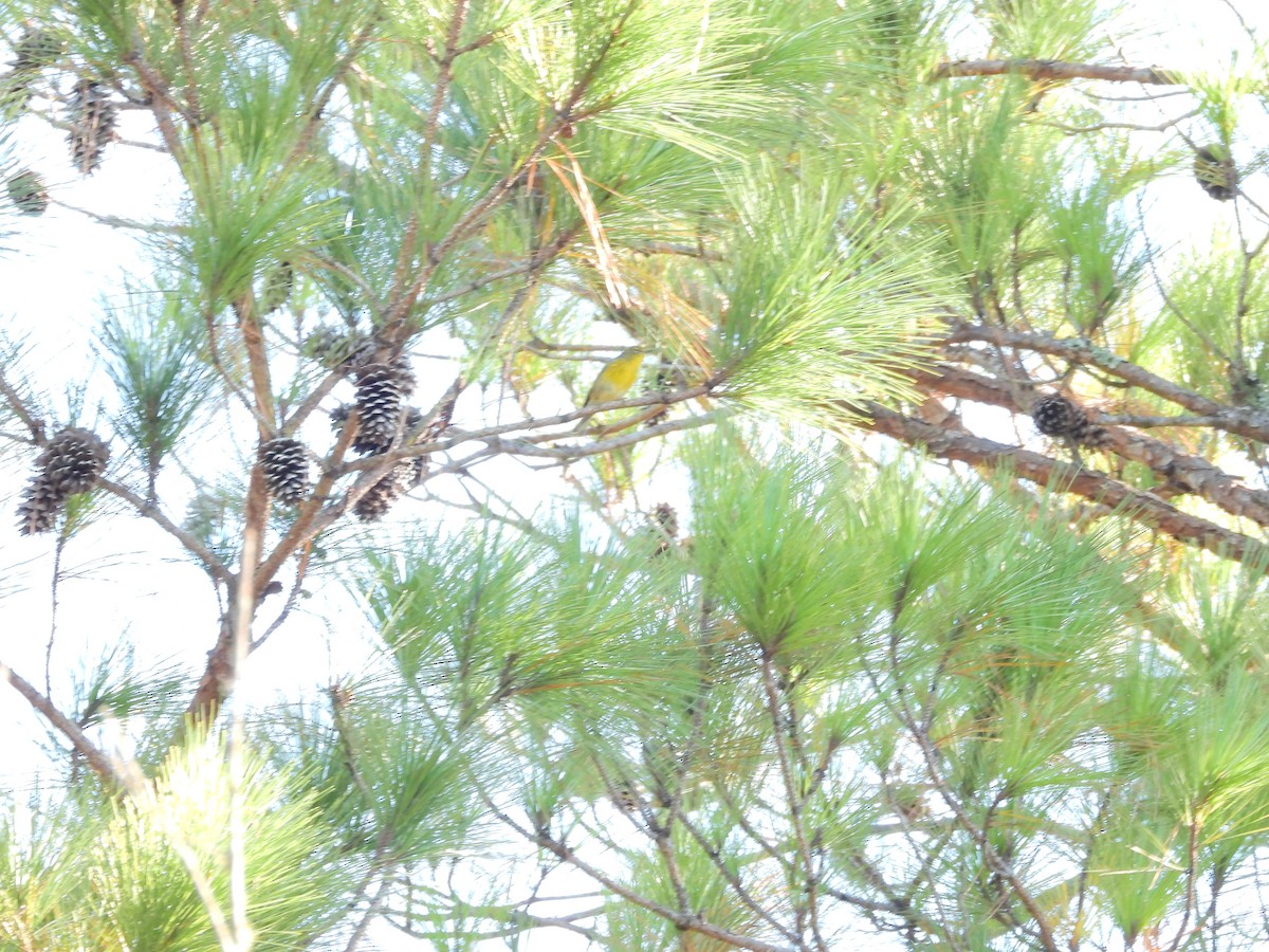 Pine Warbler - ML643258204