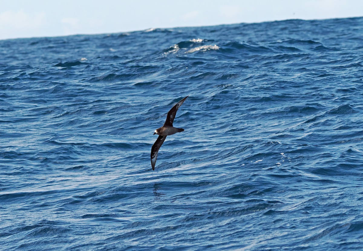 Providence Petrel - ML643258213