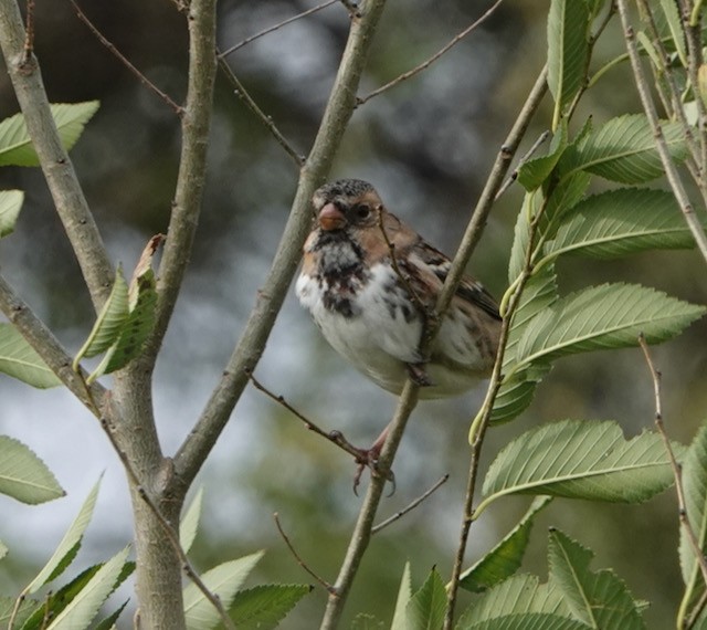 Harris's Sparrow - ML643258217