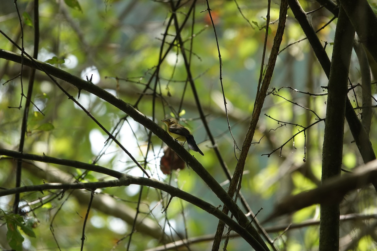 Black-tailed Flycatcher - ML643258221