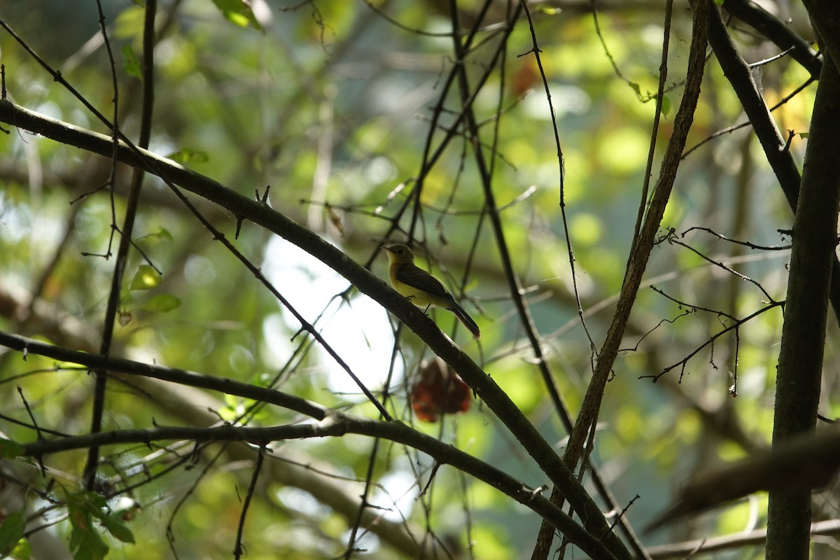 Black-tailed Flycatcher - ML643258226