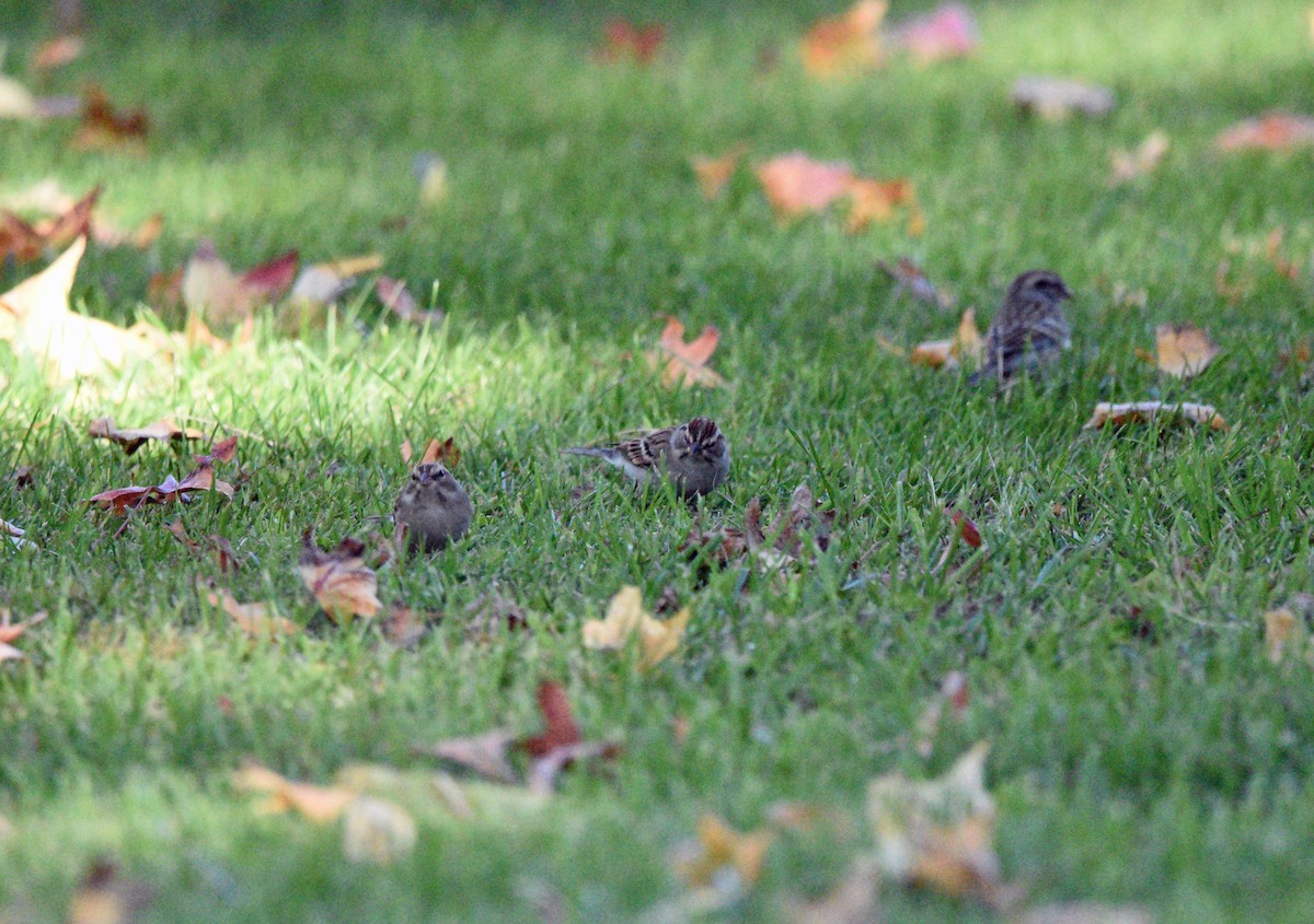 Chipping Sparrow - ML643258238