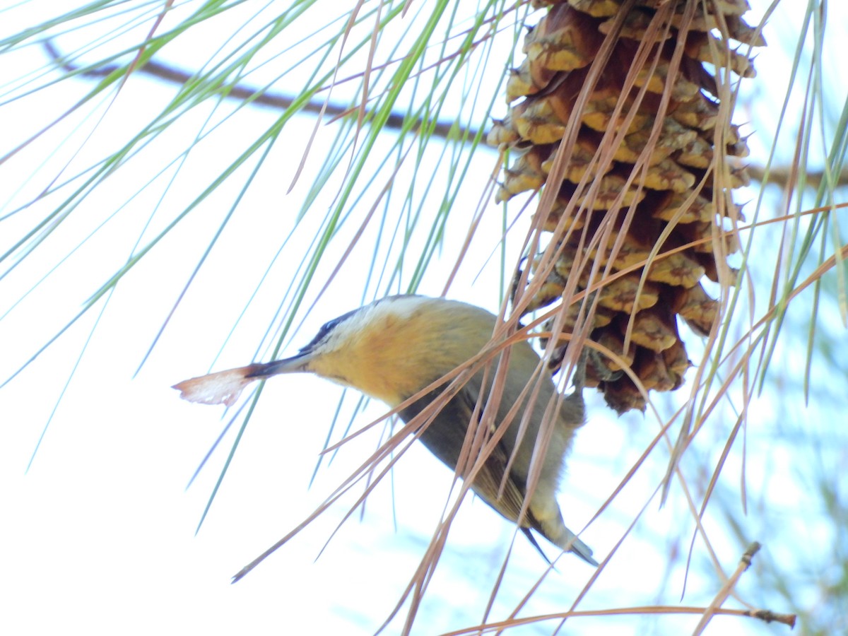 Brown-headed Nuthatch - ML643258239