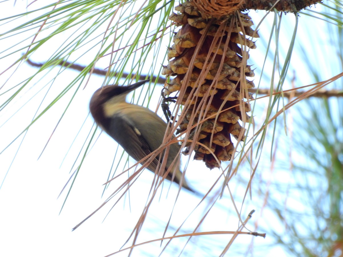 Brown-headed Nuthatch - ML643258240