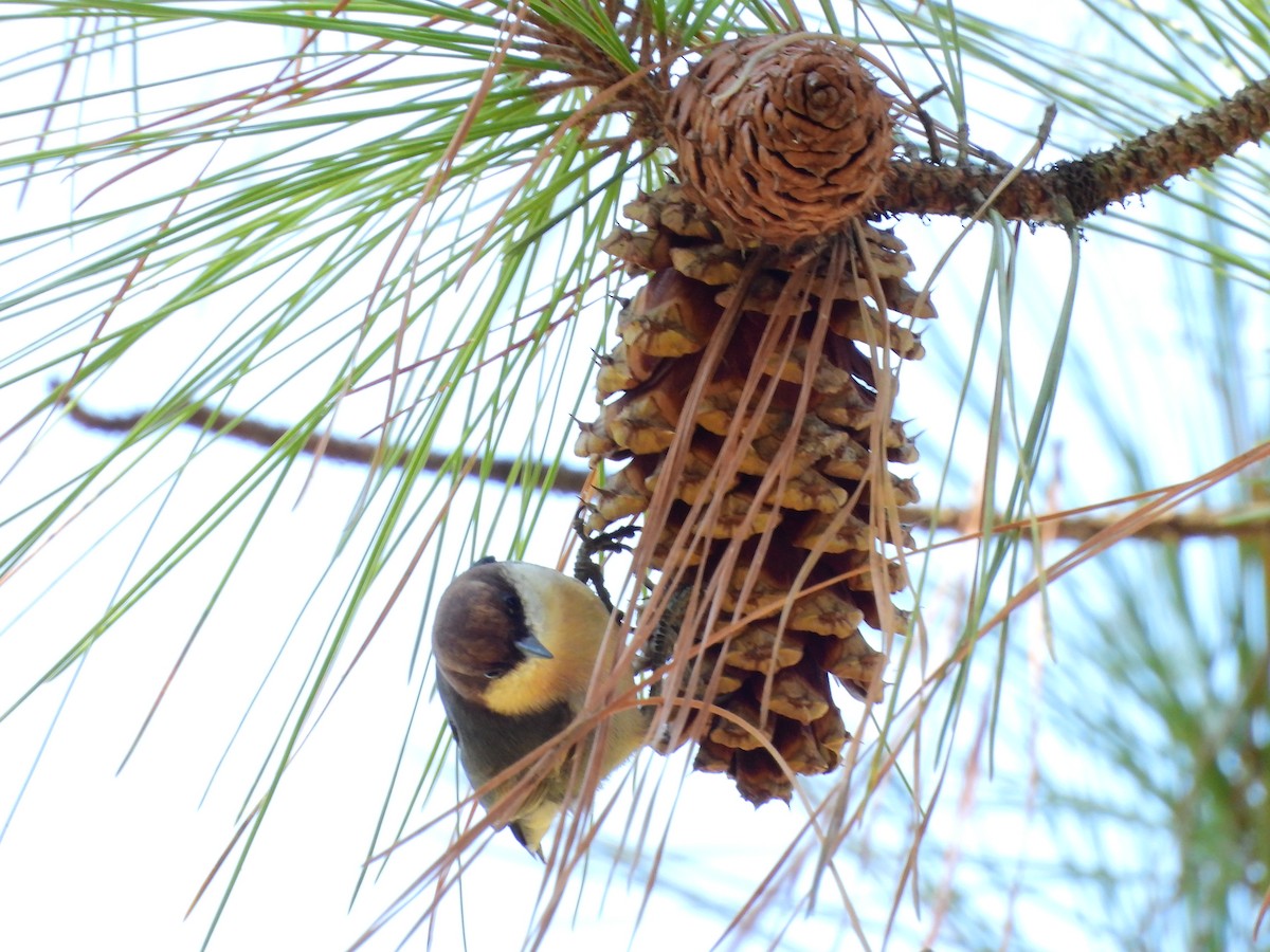Brown-headed Nuthatch - ML643258241